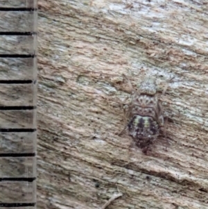 Psocodea 'Psocoptera' sp. (order) at Cook, ACT - 13 Apr 2019