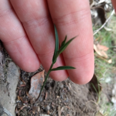 Bunochilus sp. (Leafy Greenhood) at Mount Jerrabomberra QP - 14 Apr 2019 by MattM