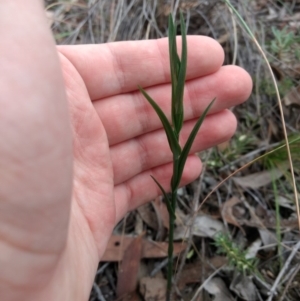 Bunochilus sp. at Jerrabomberra, NSW - 14 Apr 2019