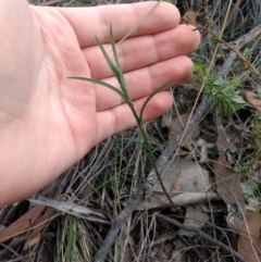 Bunochilus sp. at Jerrabomberra, NSW - 14 Apr 2019