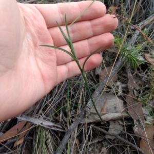 Bunochilus sp. at Jerrabomberra, NSW - 14 Apr 2019