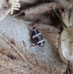 Cicadellidae (family) at Cook, ACT - 13 Apr 2019 03:52 PM