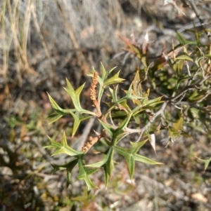 Grevillea ramosissima subsp. ramosissima at Jerrabomberra, NSW - 14 Apr 2019