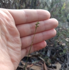 Corunastylis clivicola (Rufous midge orchid) at Jerrabomberra, NSW - 13 Apr 2019 by MattM