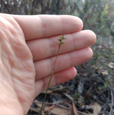 Corunastylis clivicola (Rufous midge orchid) at Mount Jerrabomberra - 13 Apr 2019 by MattM