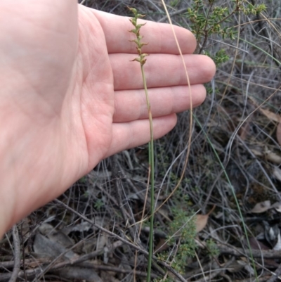 Corunastylis clivicola (Rufous midge orchid) at Mount Jerrabomberra - 14 Apr 2019 by MattM