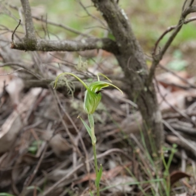 Diplodium laxum (Antelope greenhood) at Mount Jerrabomberra QP - 13 Apr 2019 by MattM