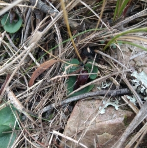 Corysanthes hispida at Jerrabomberra, NSW - suppressed