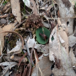 Corysanthes hispida at Jerrabomberra, NSW - suppressed