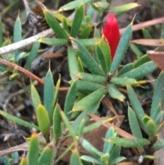 Astroloma humifusum (Cranberry Heath) at Mount Jerrabomberra - 14 Apr 2019 by MattM