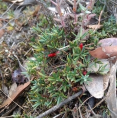 Astroloma humifusum at Jerrabomberra, NSW - 14 Apr 2019