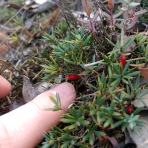 Astroloma humifusum at Jerrabomberra, NSW - 14 Apr 2019