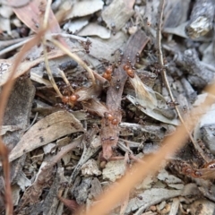 Crematogaster sp. (genus) at Cook, ACT - 3 Apr 2019 06:05 PM