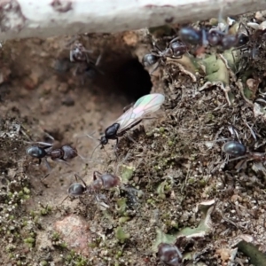 Iridomyrmex rufoniger at Cook, ACT - 29 Mar 2019