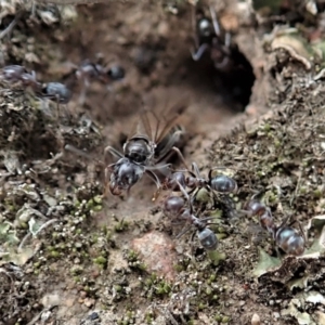 Iridomyrmex rufoniger at Cook, ACT - 29 Mar 2019