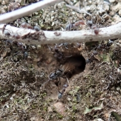 Iridomyrmex rufoniger at Cook, ACT - 29 Mar 2019