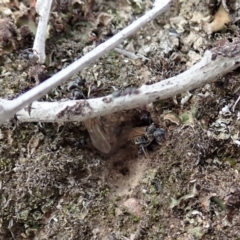 Iridomyrmex rufoniger at Cook, ACT - 29 Mar 2019