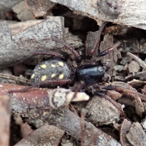 Habronestes sp. (genus) at Aranda, ACT - 4 Apr 2019 02:17 PM