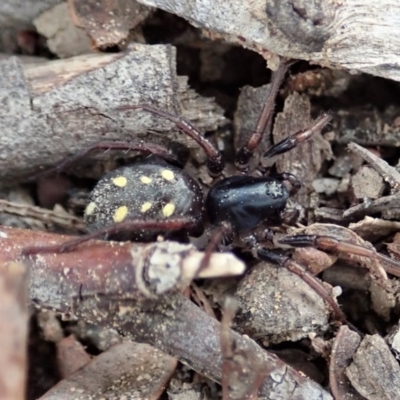 Habronestes sp. (genus) (An ant-eating spider) at Aranda, ACT - 4 Apr 2019 by CathB