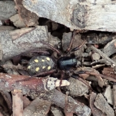 Habronestes sp. (genus) at Aranda, ACT - 4 Apr 2019 02:17 PM