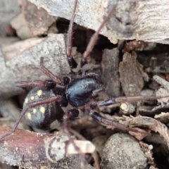 Habronestes sp. (genus) at Aranda, ACT - 4 Apr 2019 02:17 PM