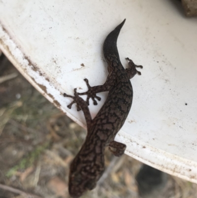 Christinus marmoratus (Southern Marbled Gecko) at Griffith Woodland - 14 Apr 2019 by ianandlibby1