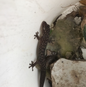 Christinus marmoratus at Griffith, ACT - 14 Apr 2019