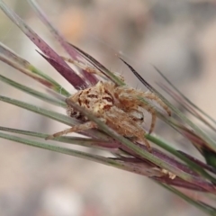 Backobourkia (genus) (An orb weaver) at Cook, ACT - 14 Apr 2019 by CathB