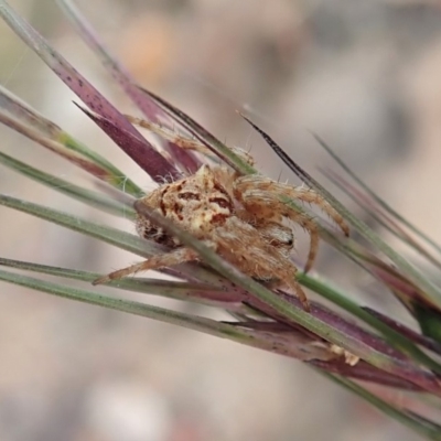 Backobourkia sp. (genus) (An orb weaver) at Cook, ACT - 14 Apr 2019 by CathB