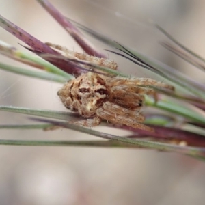 Backobourkia sp. (genus) at Cook, ACT - 14 Apr 2019 10:47 AM