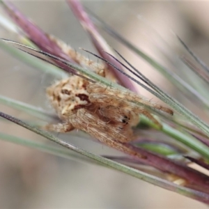 Backobourkia sp. (genus) at Cook, ACT - 14 Apr 2019 10:47 AM