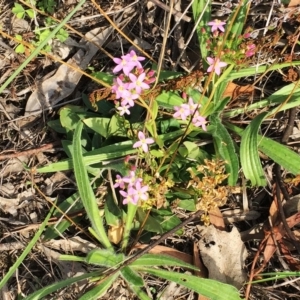 Centaurium sp. at Yarralumla, ACT - 14 Apr 2019