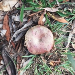 zz bolete at Yarralumla, ACT - 14 Apr 2019 by ruthkerruish