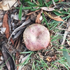 zz bolete at Yarralumla, ACT - 14 Apr 2019