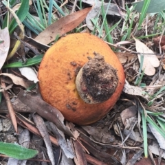 zz bolete at Yarralumla, ACT - 14 Apr 2019