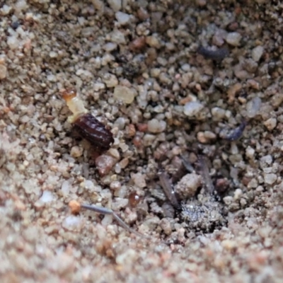 Unverified Leaf beetle (Chrysomelidae) at Mount Painter - 6 Apr 2019 by CathB
