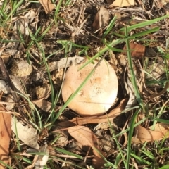 Agaricus sp. at Attunga Point - 14 Apr 2019 by ruthkerruish