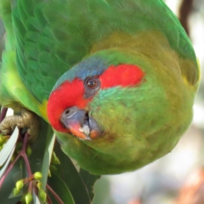 Glossopsitta concinna (Musk Lorikeet) at Wanniassa, ACT - 14 Apr 2019 by KumikoCallaway