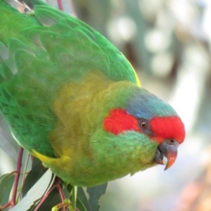 Glossopsitta concinna at Wanniassa, ACT - 14 Apr 2019