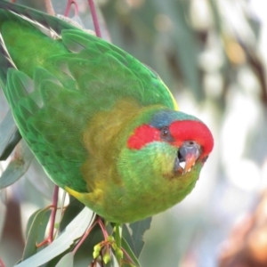 Glossopsitta concinna at Wanniassa, ACT - 14 Apr 2019