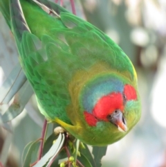 Glossopsitta concinna at Wanniassa, ACT - 14 Apr 2019