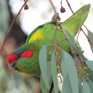 Glossopsitta concinna at Wanniassa, ACT - 14 Apr 2019