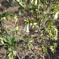 Styphelia triflora (Five-corners) at Mount Jerrabomberra - 13 Apr 2019 by MattM