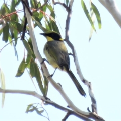 Lichenostomus melanops (Yellow-tufted Honeyeater) at Michelago, NSW - 14 Apr 2019 by KumikoCallaway