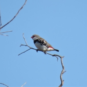 Stagonopleura guttata at Michelago, NSW - suppressed