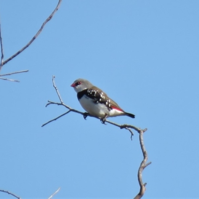 Stagonopleura guttata (Diamond Firetail) at Michelago, NSW - 13 Apr 2019 by KumikoCallaway