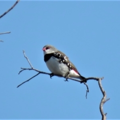 Stagonopleura guttata at Michelago, NSW - suppressed