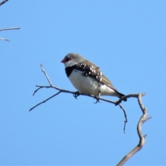 Stagonopleura guttata at Michelago, NSW - suppressed