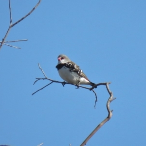 Stagonopleura guttata at Michelago, NSW - suppressed