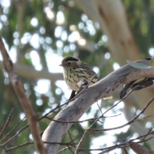 Pyrrholaemus sagittatus at Michelago, NSW - 14 Apr 2019 09:20 AM